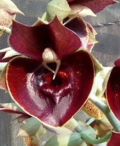 Catasetum Orchidglade Jack of Diamond